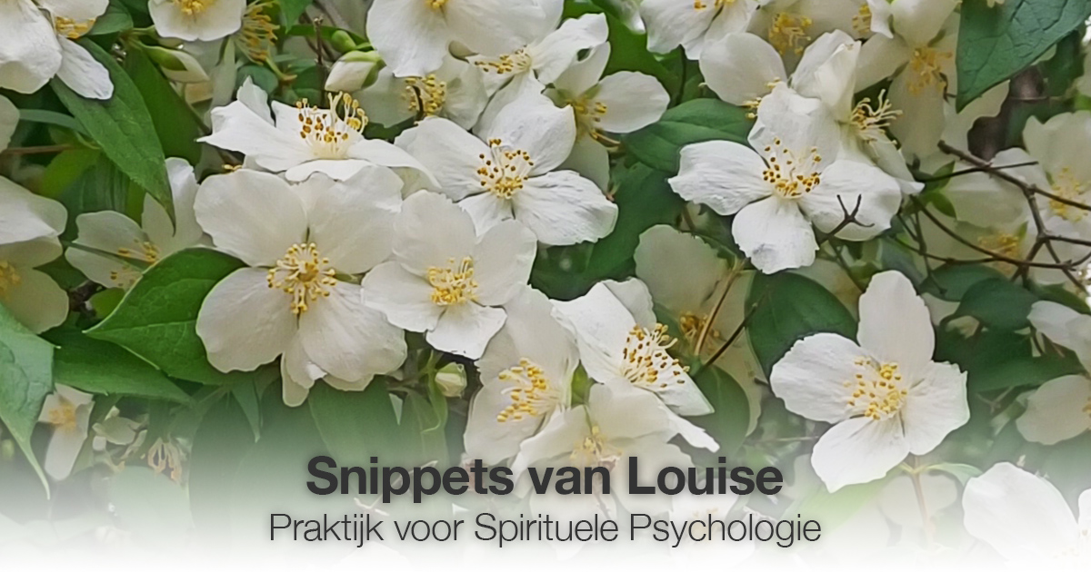 Witte bloem Louise Tuijt