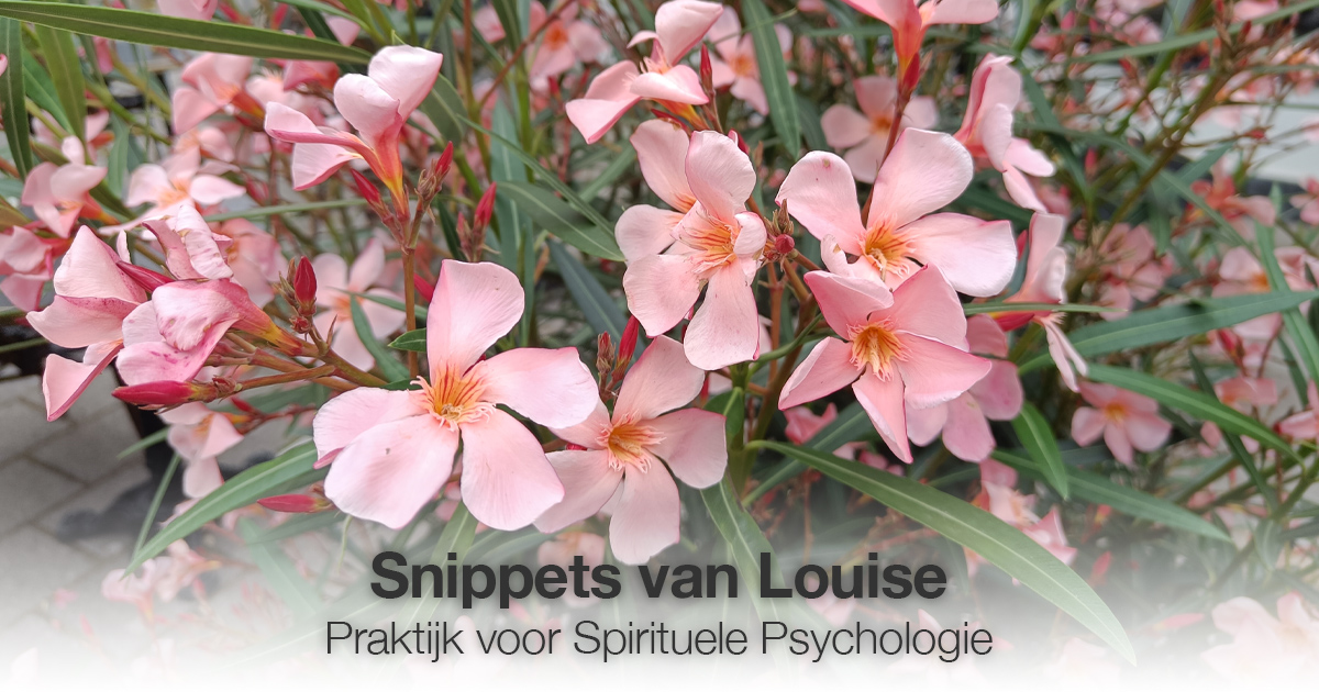 Bloemen roze Louise Tuijt