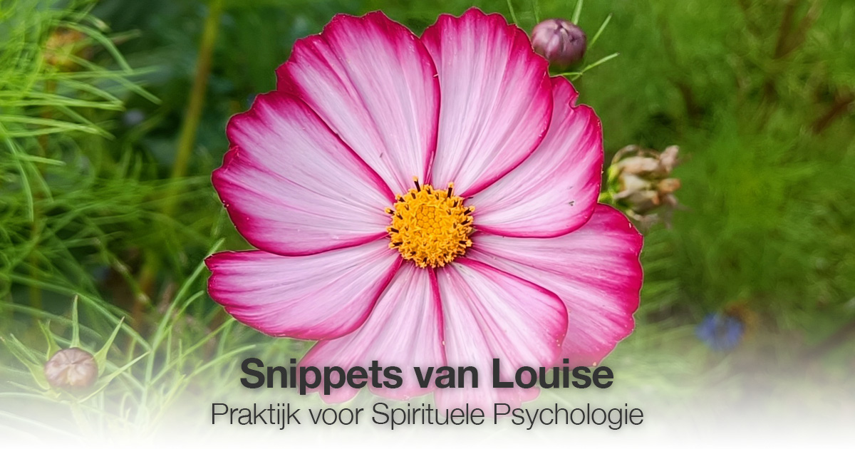 Bloem roze Louise Tuijt