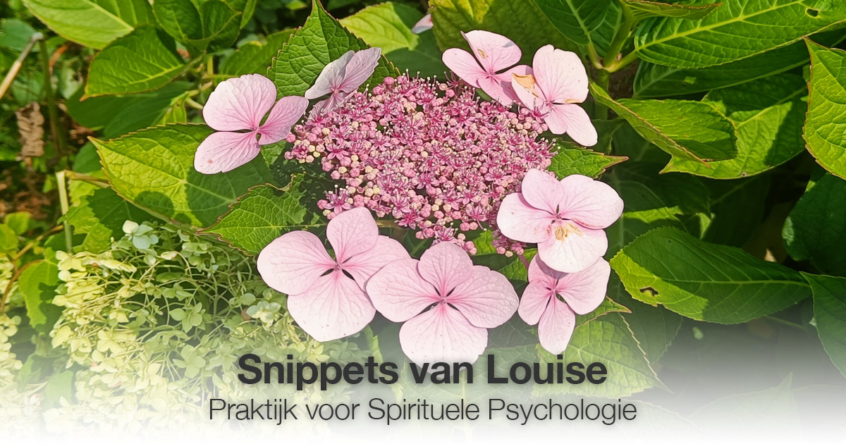 Roze bloemen Louise Tuijt