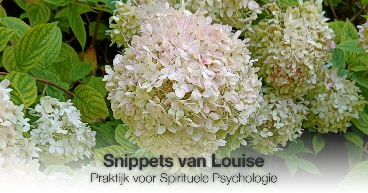 Witte bloemen Louise Tuijt