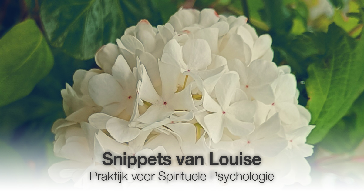 Witte bloem Louise Tuijt