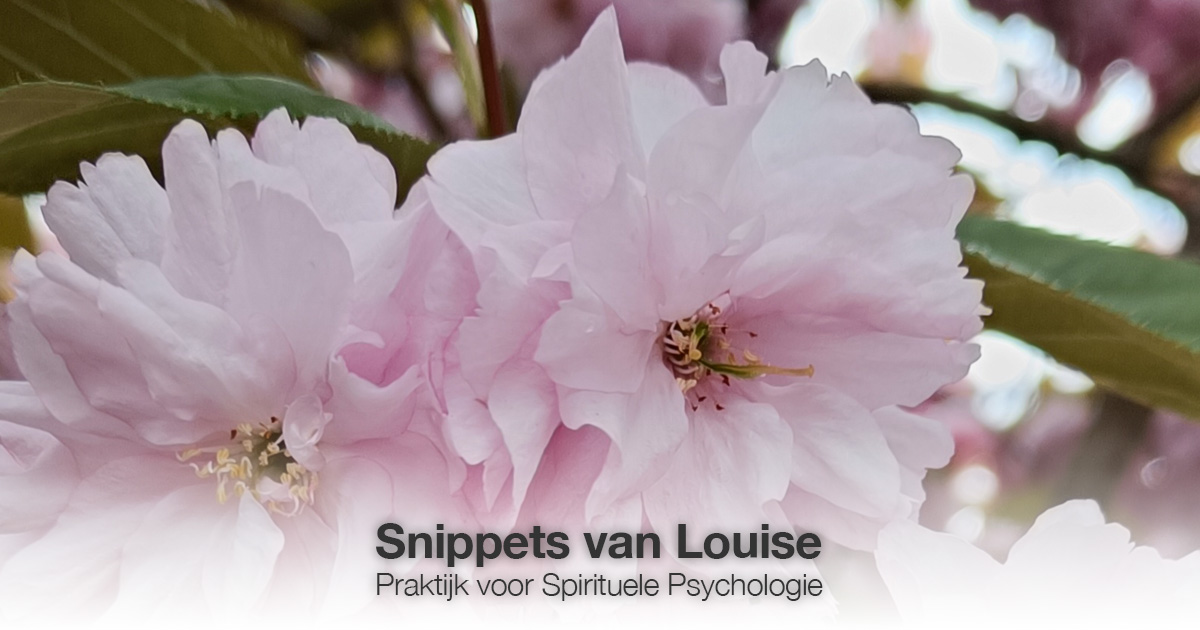 Roze bloemen Louise Tuijt