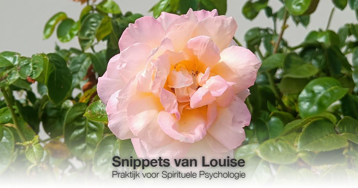 Roze roos Louise Tuijt