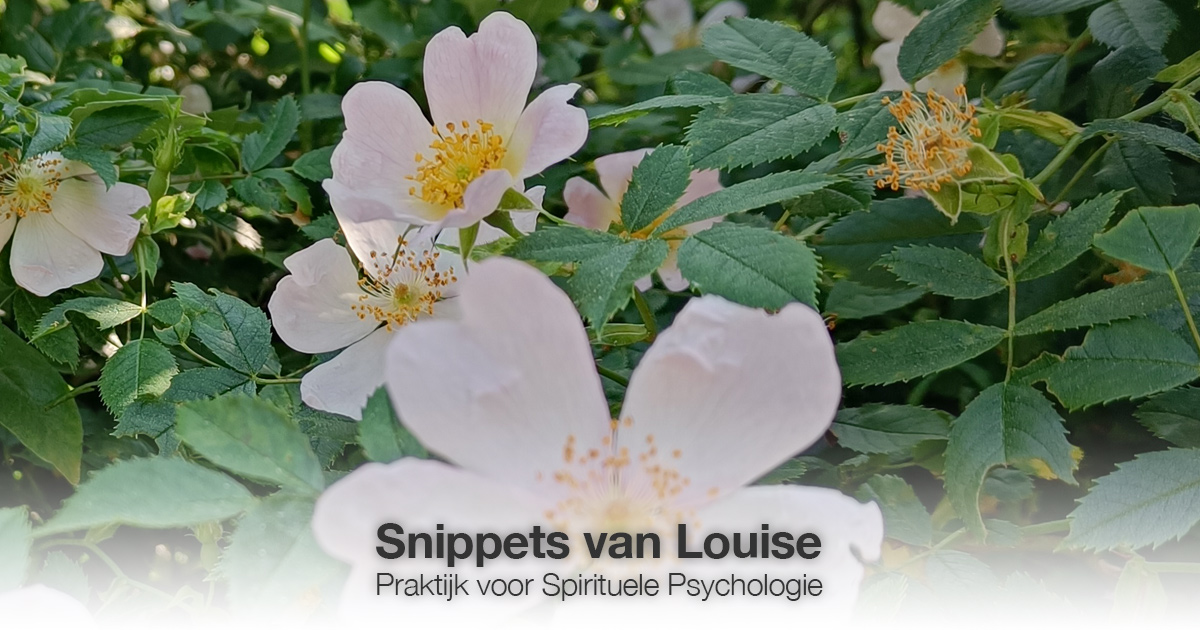 Witte bloem Louise Tuijt