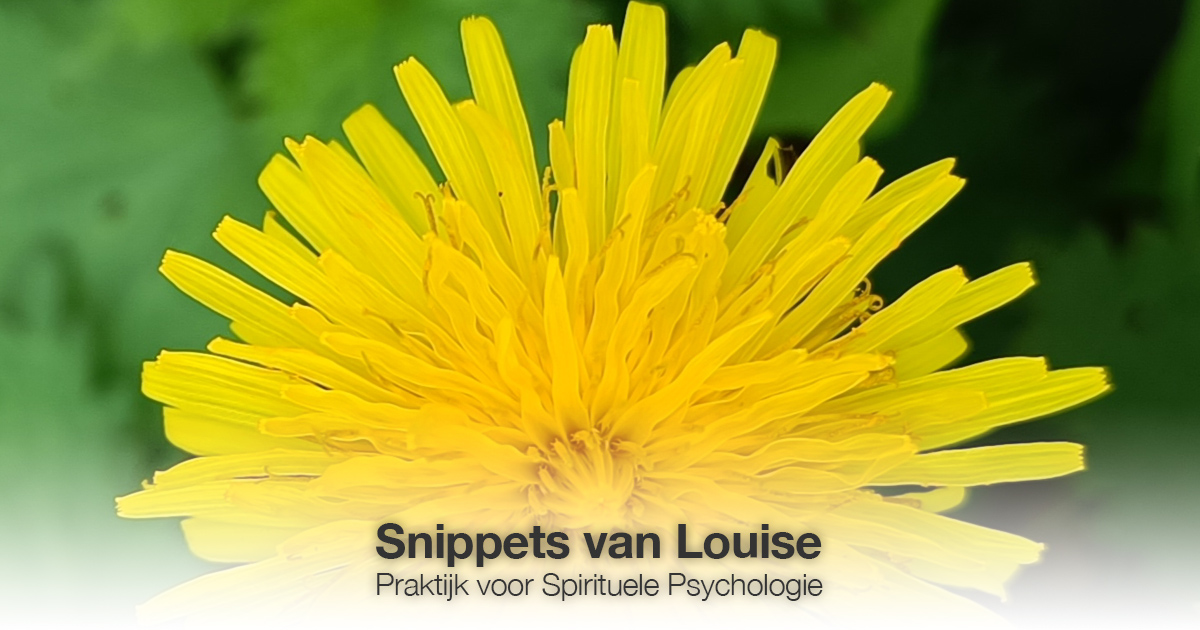 Gele bloem Louise Tuijt