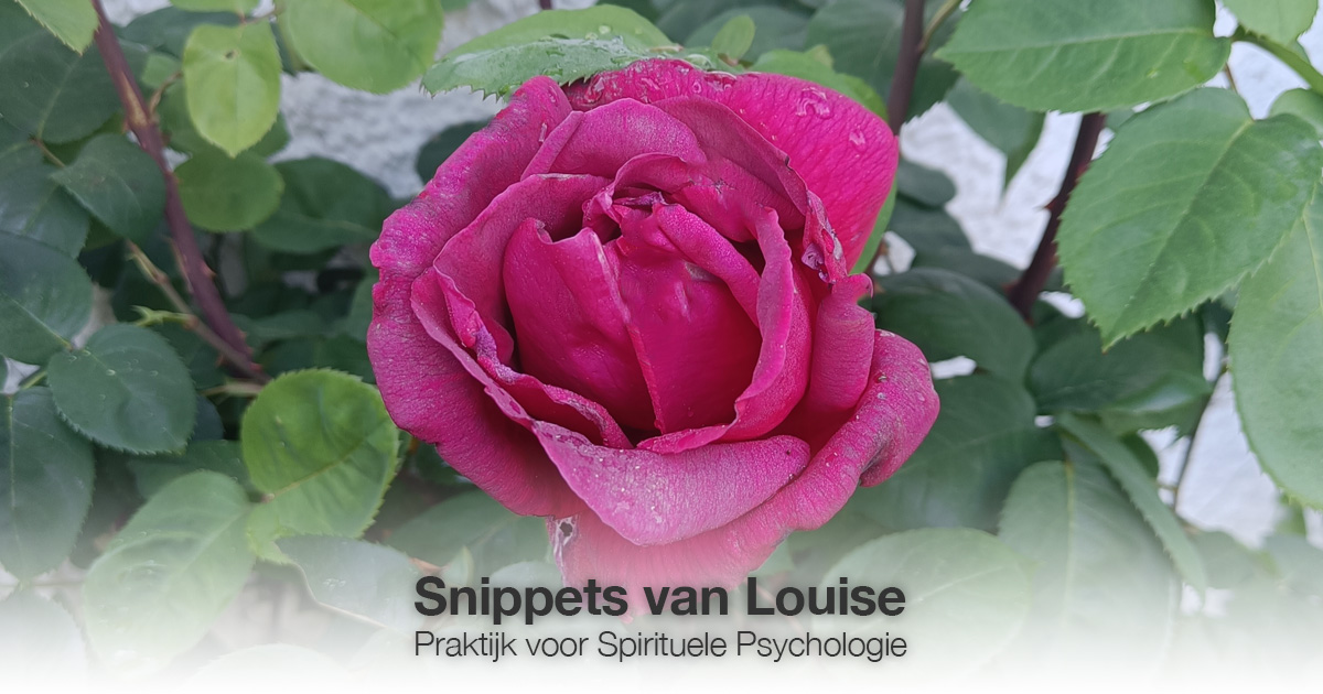 Roze roos Louise Tuijt