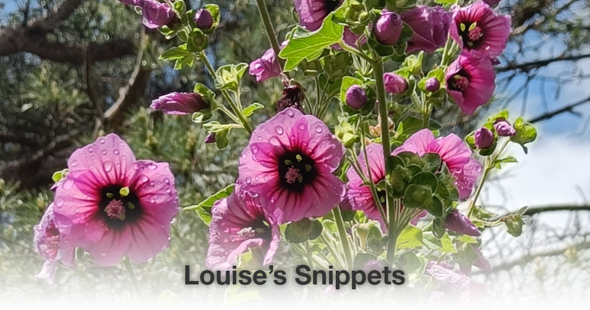 Paarse bloemen Louise Tuijt