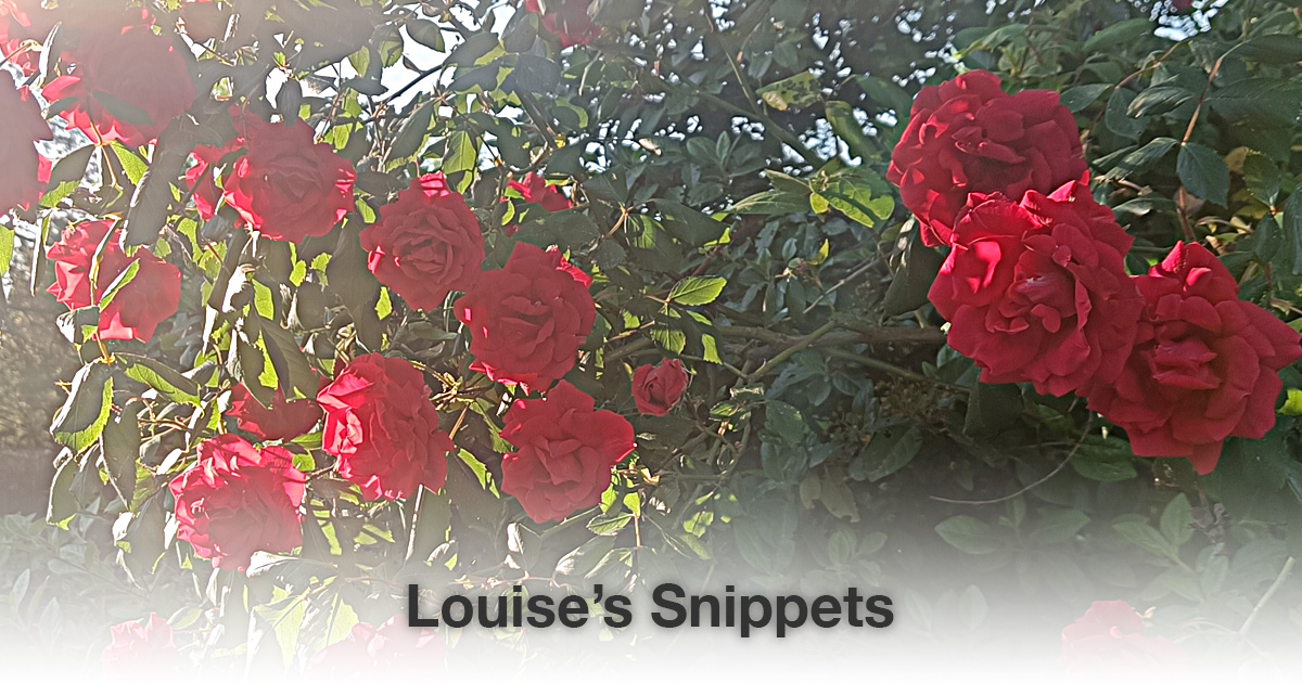 rode rozen Louise Tuijt