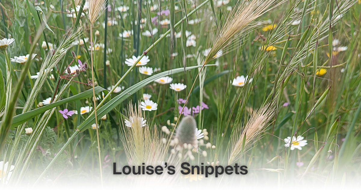 Witte bloemen Louise Tuijt