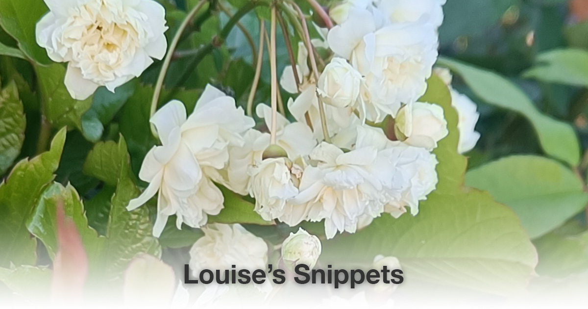 Witte bloemen Louise Tuijt