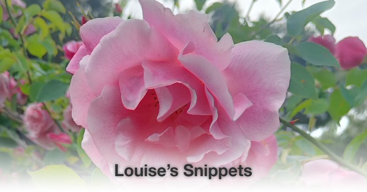 Roze roos Louise Tuijt
