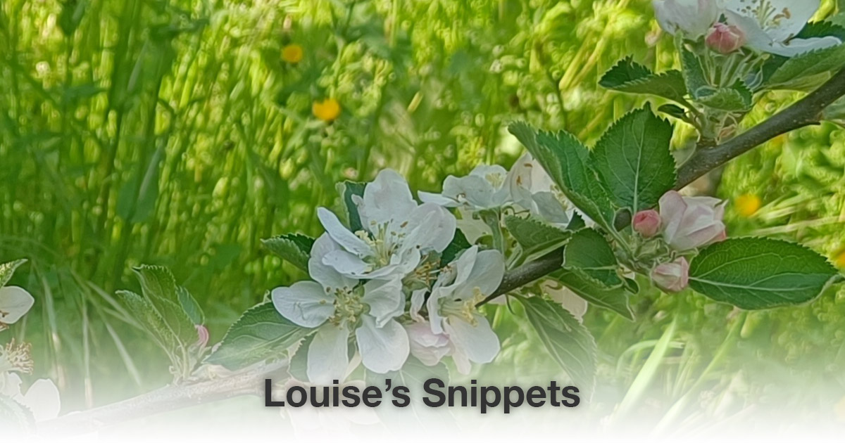bloesems Louise Tuijt