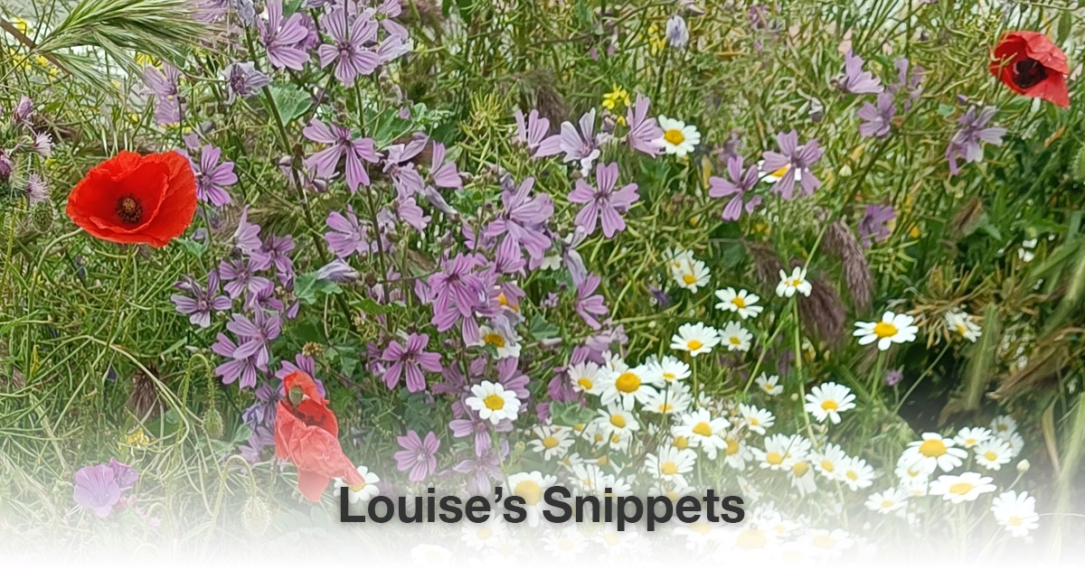 Ben jij een Assepoester of een Calimero?