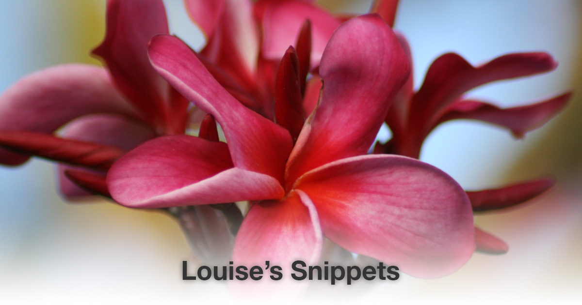 Roze bloem Louise Tuijt