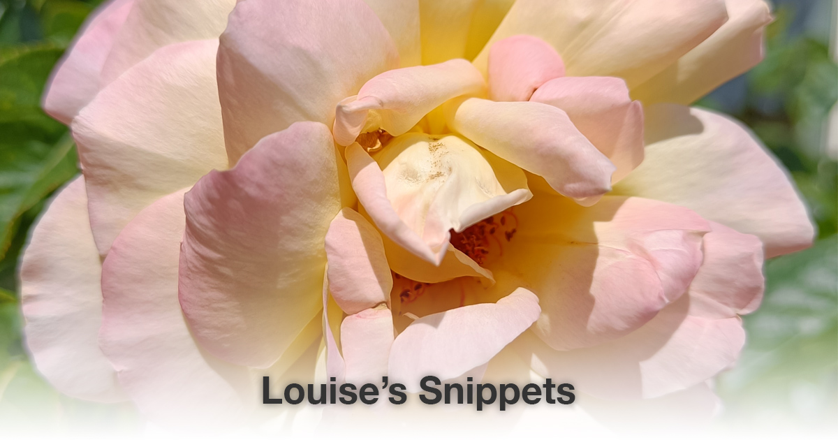 Roze roos Louise Tuijt