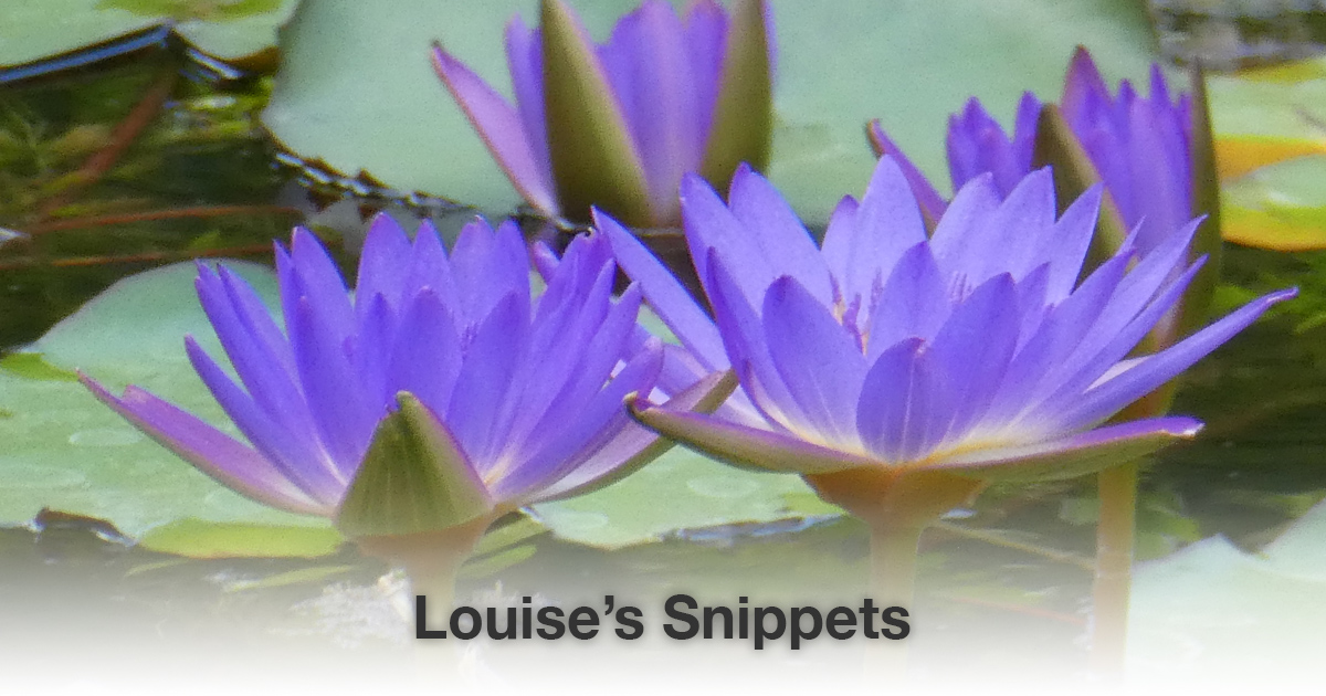 Paarse bloemen Louise Tuijt