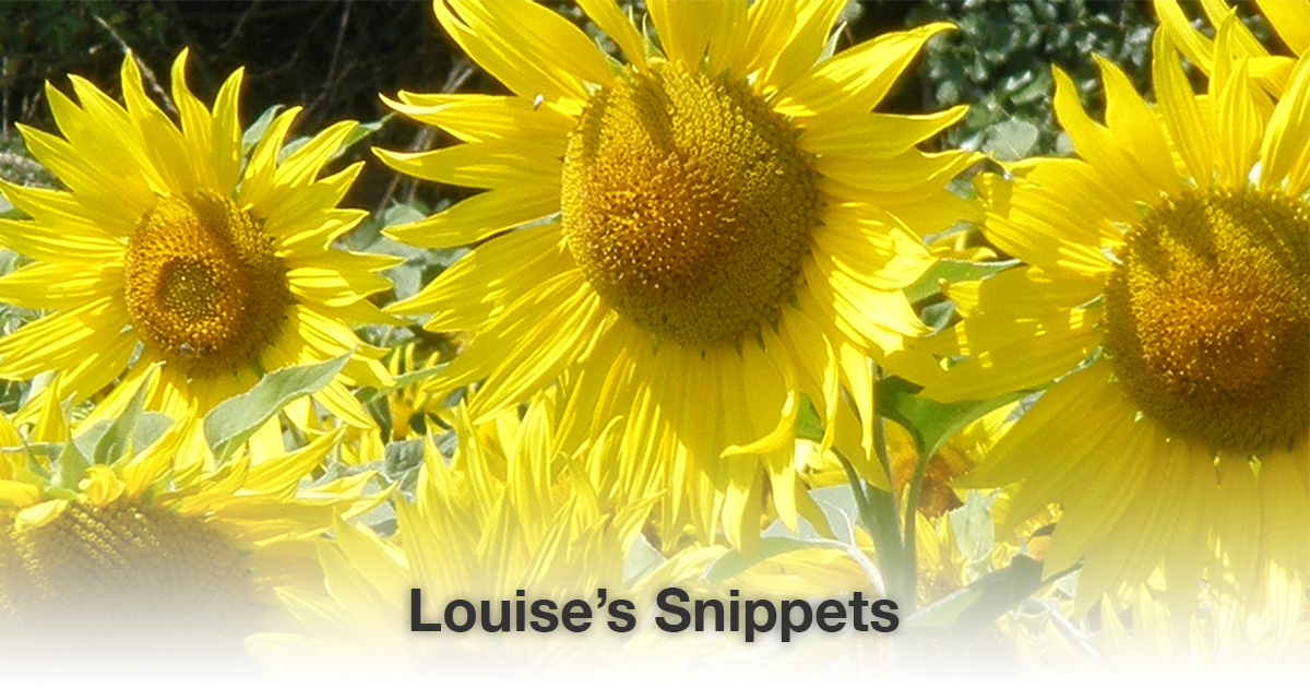 Zonnenbloemen Louise Tuijt