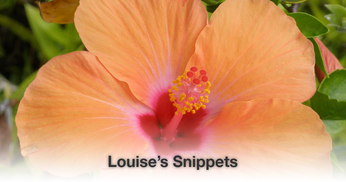 Oranje bloem Louise Tuijt