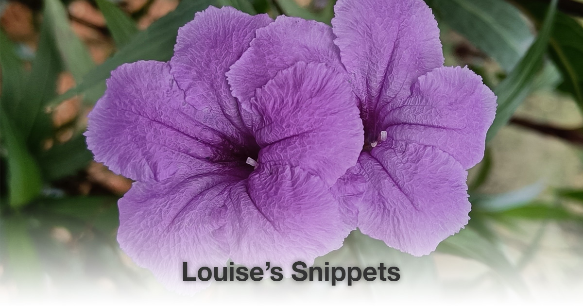 Paarse bloemen Louise Tuijt