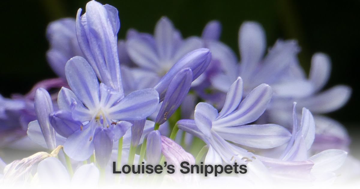 Paarse bloemen Louise Tuijt