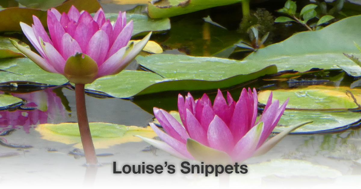 Roze waterlelie Louise Tuijt