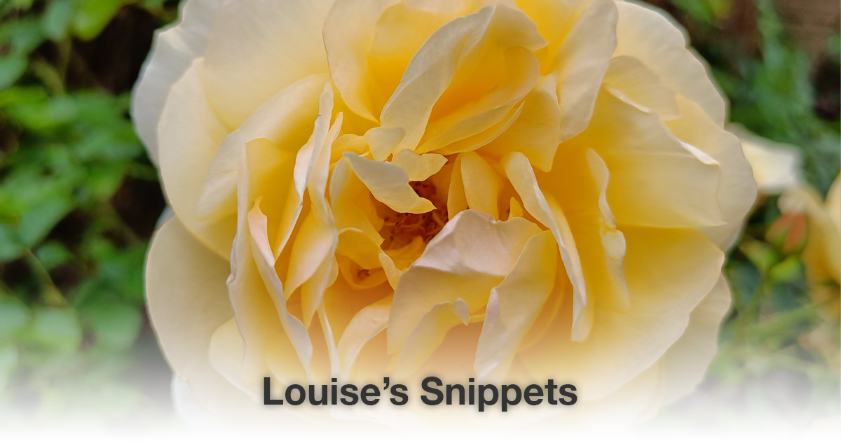 Gele roos Louise Tuijt