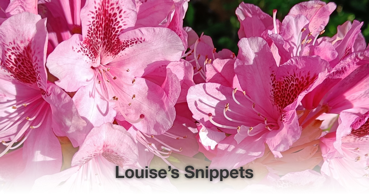 Roze bloem Louise Tuijt