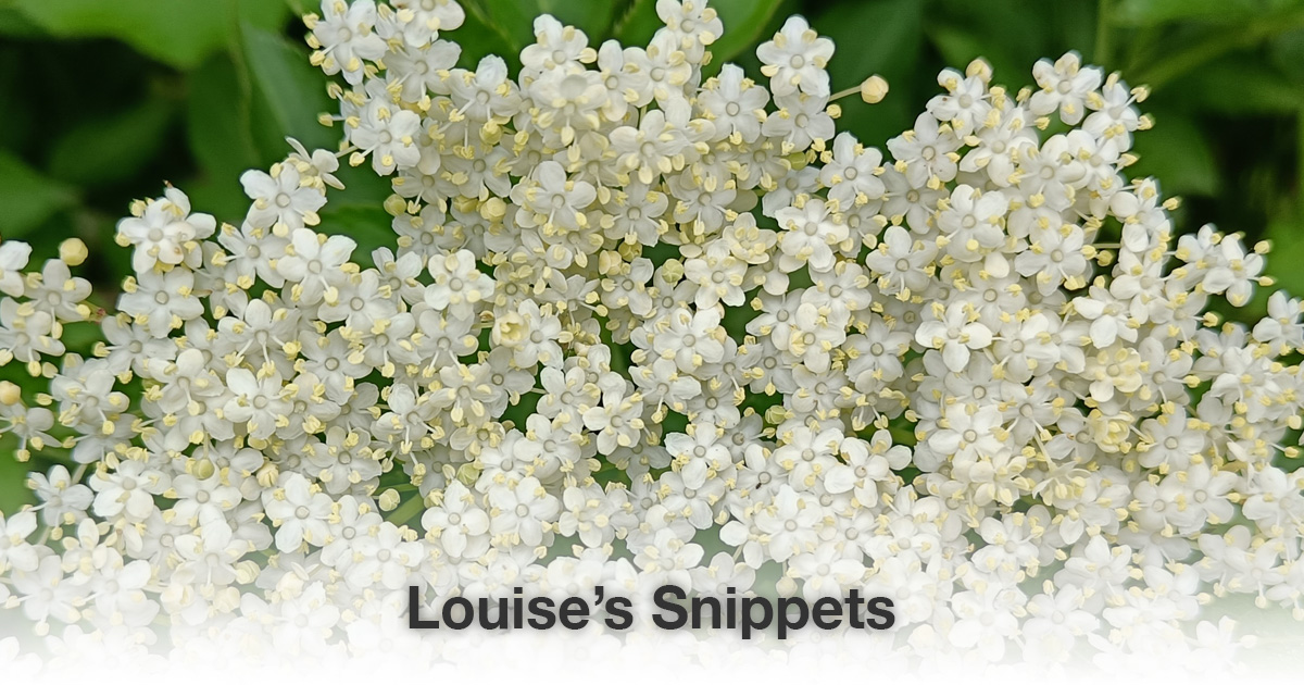 Witte bloemen Louise Tuijt