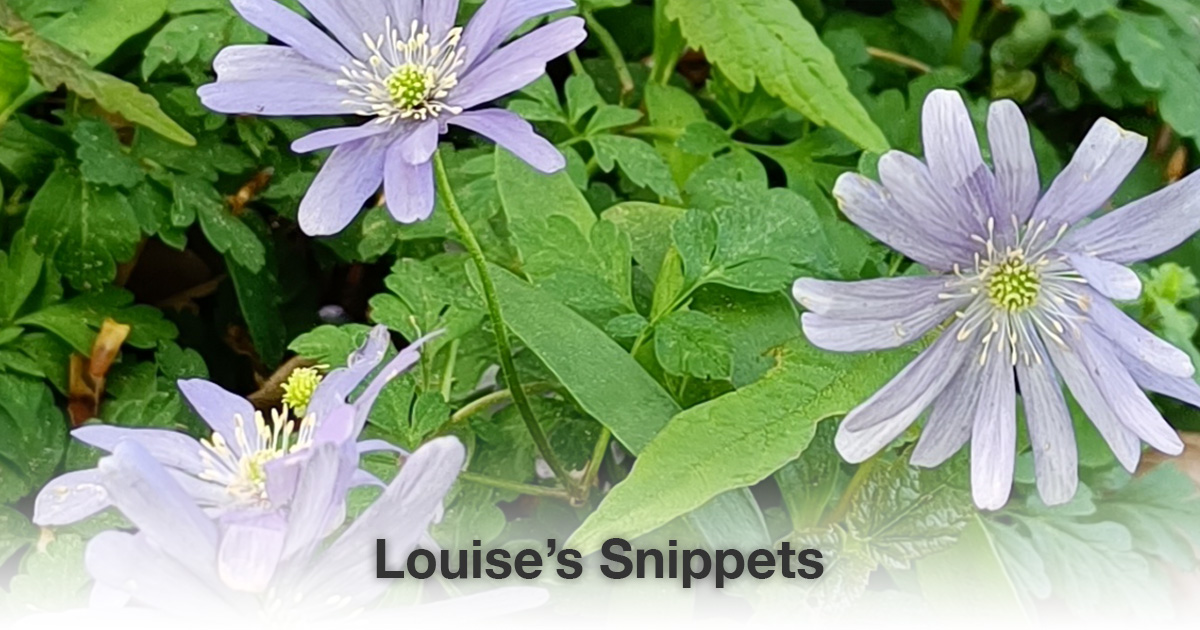 Paarse bloemen Louise Tuijt