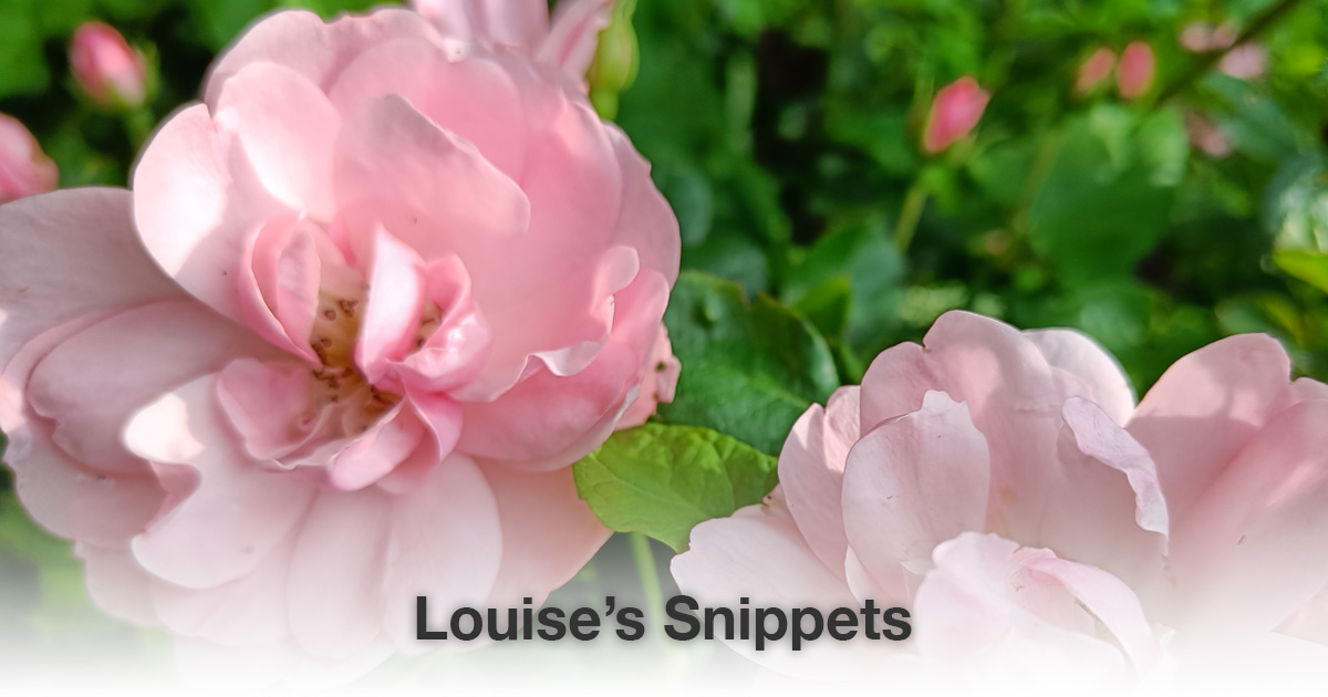 Roze bloemen Louise Tuijt