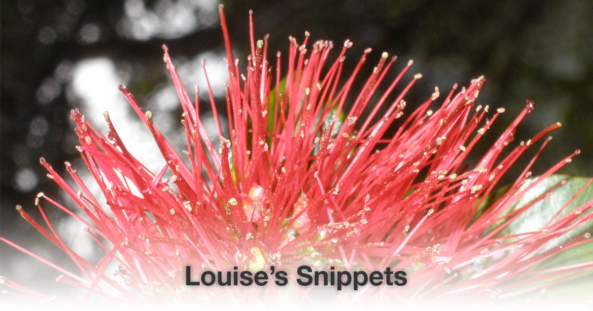 Rode bloem Louise Tuijt