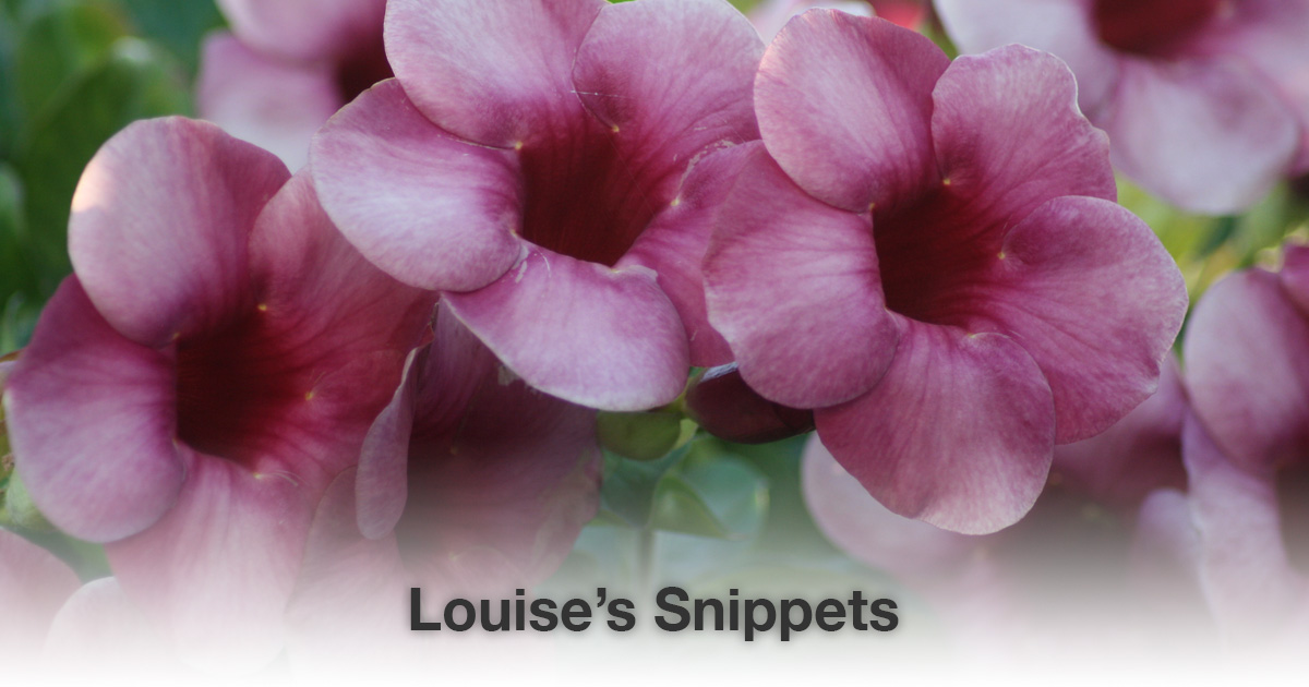 Roze bloemen Louise Tuijt