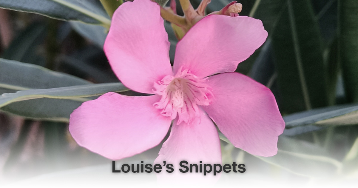 roze bloem Louise Tuijt