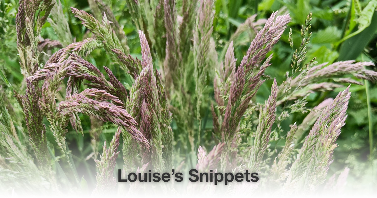 gras pluimen Louise Tuijt