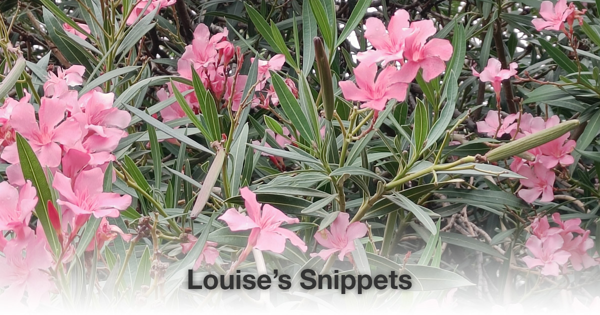 roze bloemen Louise Tuijt