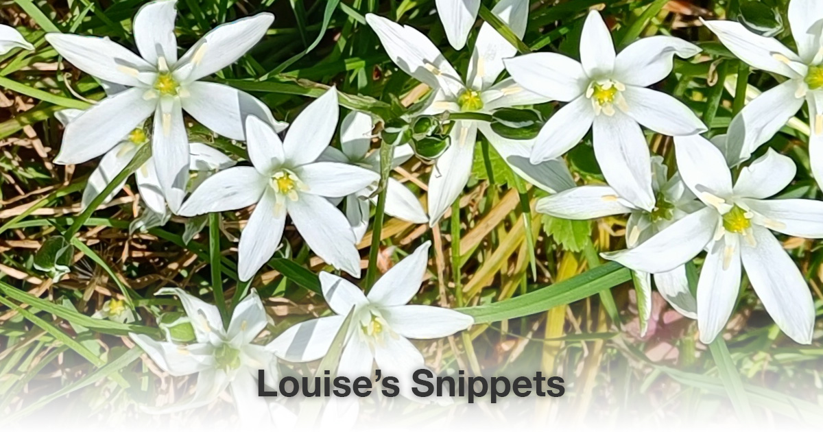 Witte bloemen Louise Tuijt