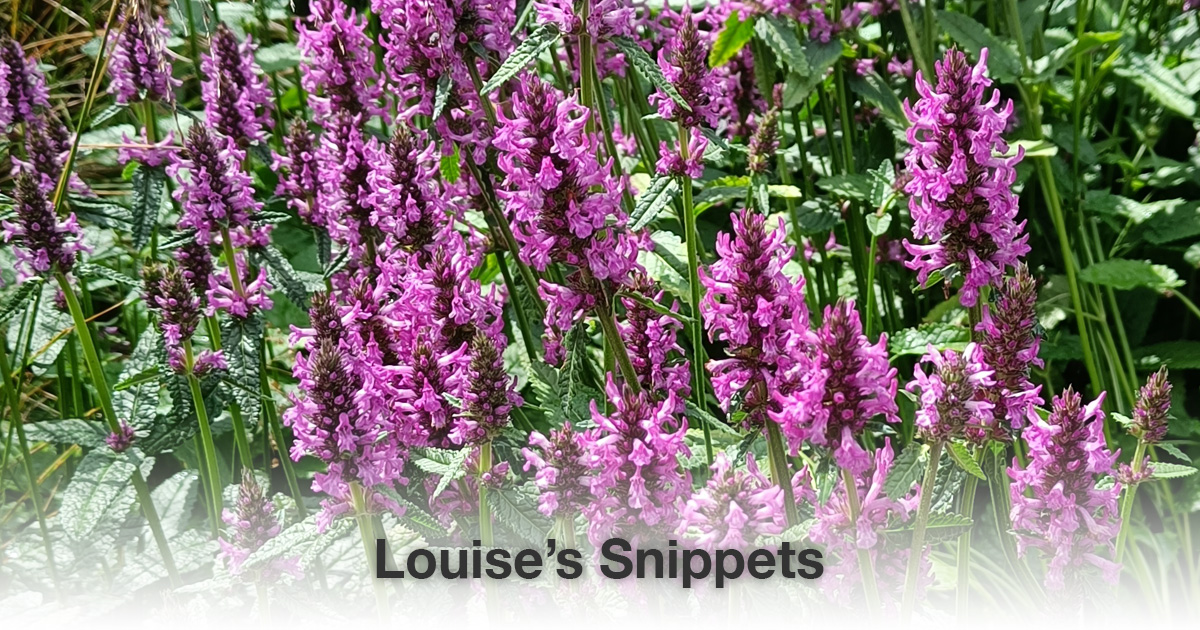 Paarse bloemen Louise Tuijt