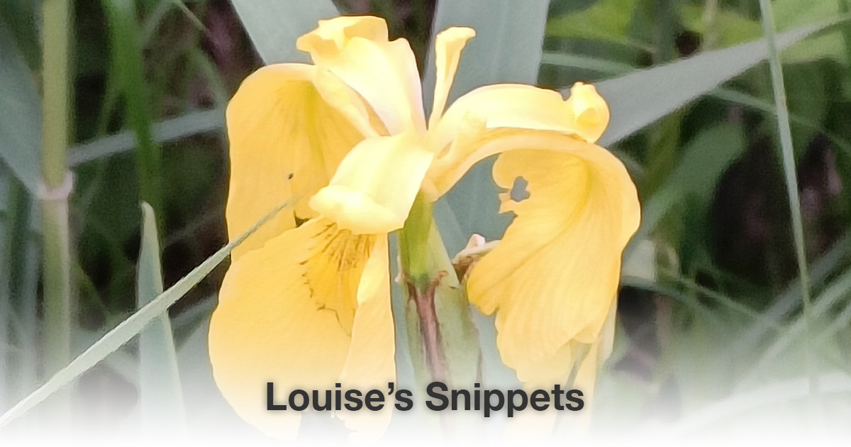 Gele bloem Louise Tuijt